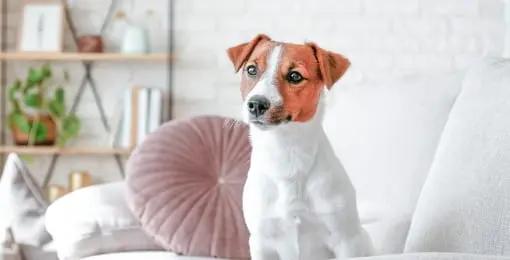 写真: ペット犬